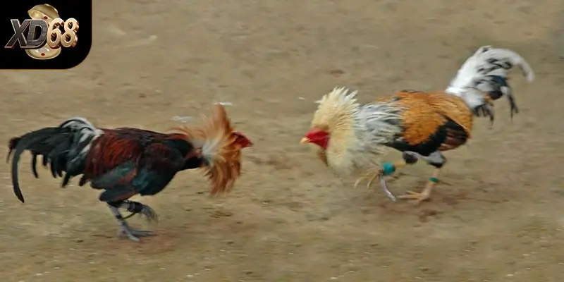 Những điều cần lưu ý khi tham gia đá gà trực tiếp tại nhà cái XD 68