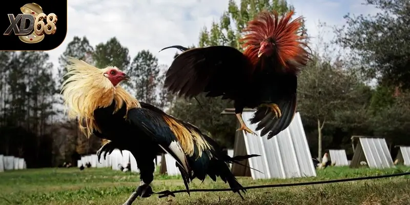 Tổng quan về đá gà trực tiếp tại XD68